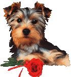 Hund mit Rose